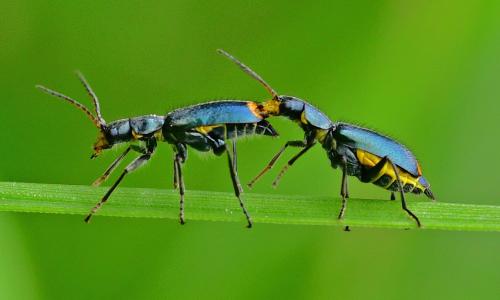 Clanoptilus elegans